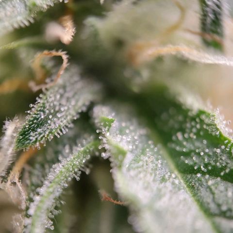 Medusa #1 growlog timeline photo