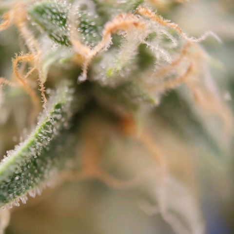 Medusa #1 growlog timeline photo