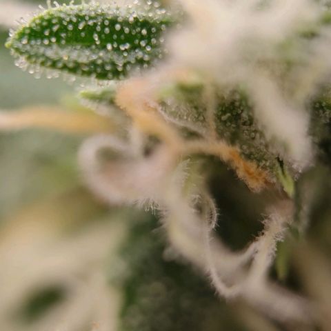 Medusa #1 growlog timeline photo