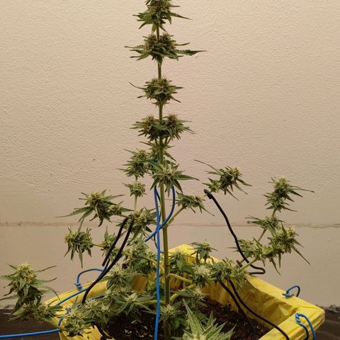 Medusa #1 growlog timeline photo
