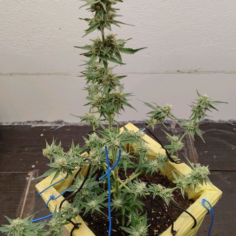 Medusa #1 growlog timeline photo