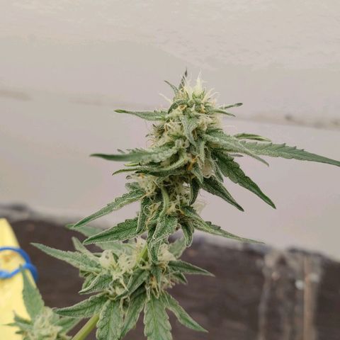 Medusa #1 growlog timeline photo