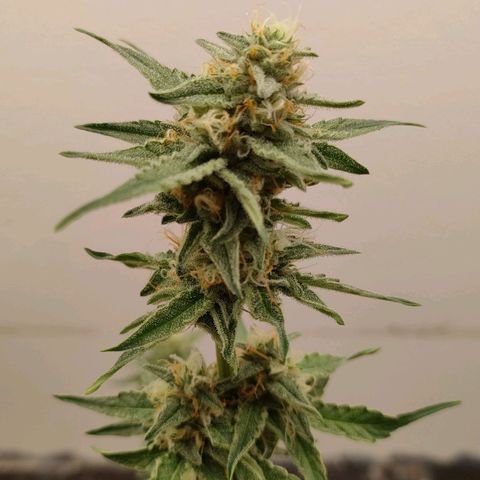 Medusa #1 growlog timeline photo