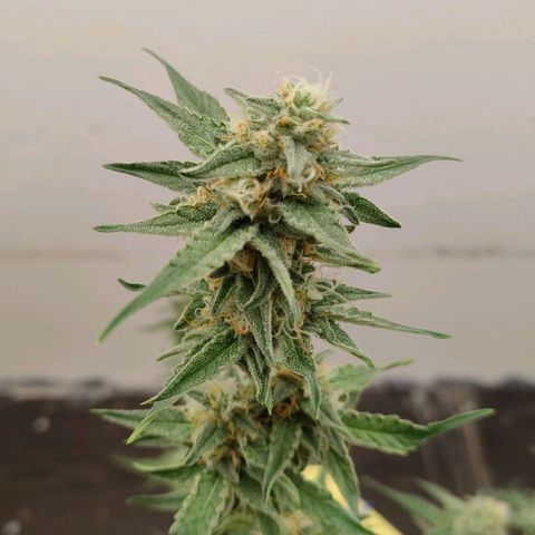 Medusa #1 growlog timeline photo