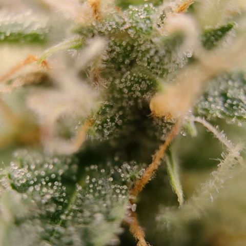 Medusa #1 growlog timeline photo