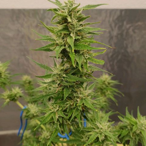 Medusa #2 growlog timeline photo