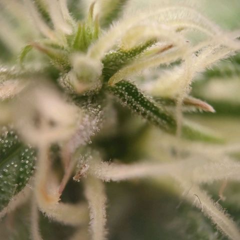Medusa #2 growlog timeline photo
