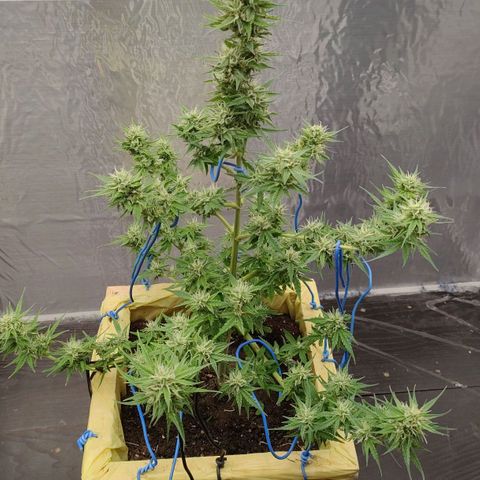 Medusa #2 growlog timeline photo