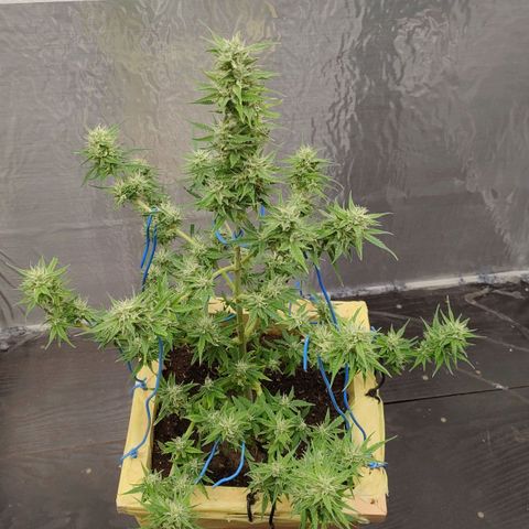 Medusa #2 growlog timeline photo
