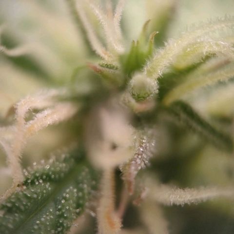 Medusa #2 growlog timeline photo
