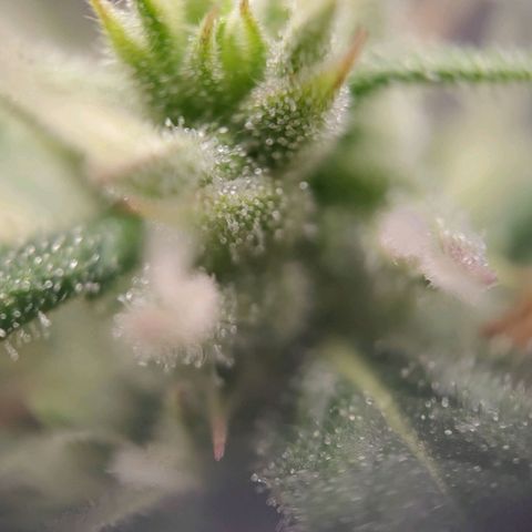 Medusa #2 growlog timeline photo