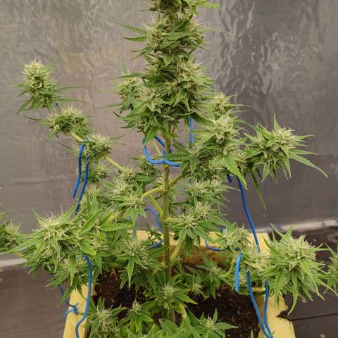Medusa #2 growlog timeline photo