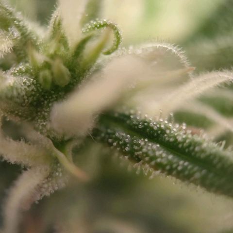 Medusa #2 growlog timeline photo