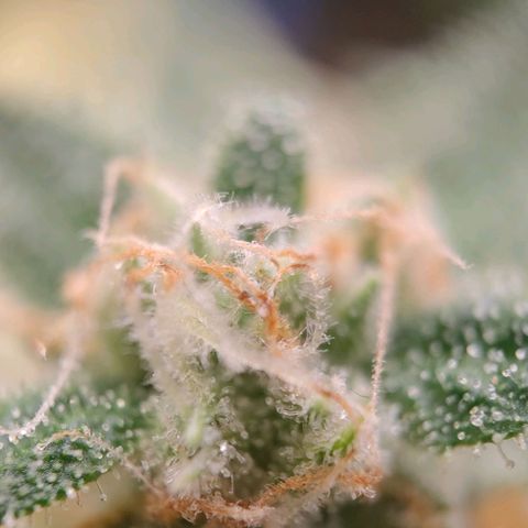 Medusa #1 growlog timeline photo