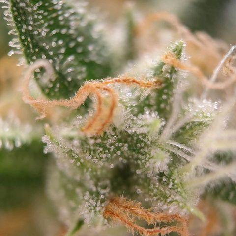 Medusa #1 growlog timeline photo