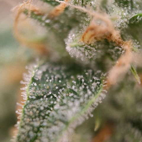 Medusa #1 growlog timeline photo