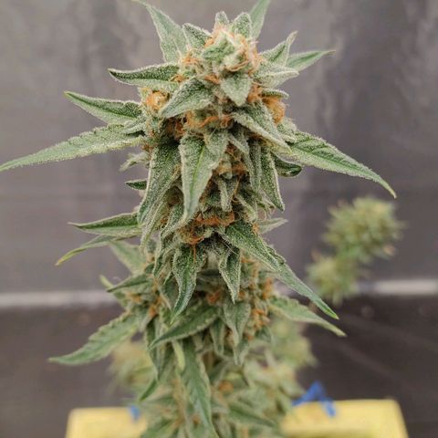 Medusa #1 growlog timeline photo