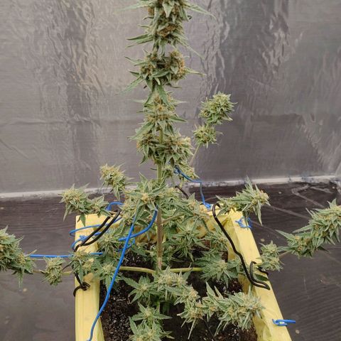 Medusa #1 growlog timeline photo
