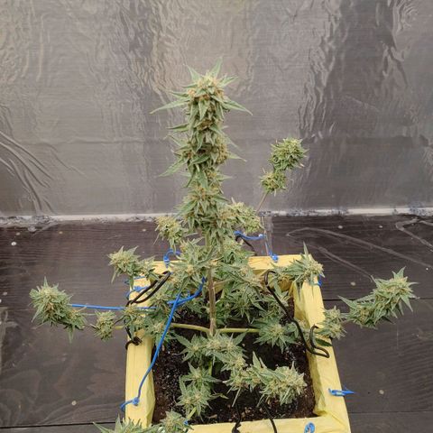 Medusa #1 growlog timeline photo