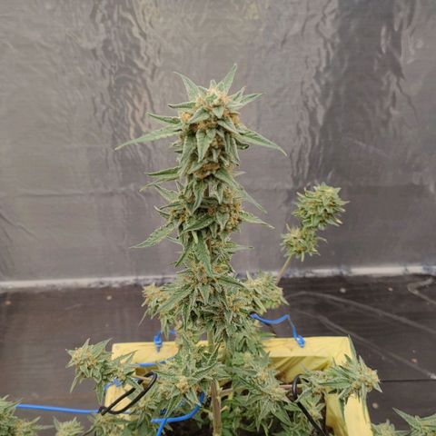 Medusa #1 growlog timeline photo