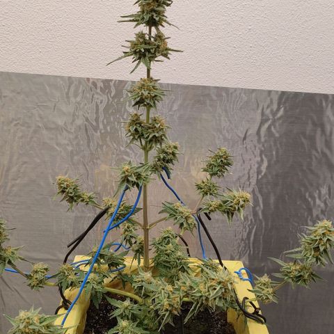 Medusa #1 growlog timeline photo