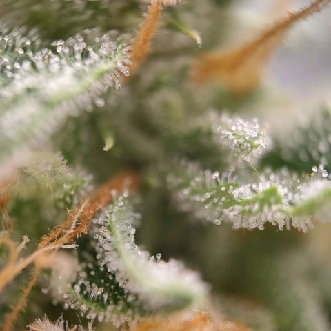 Medusa #1 growlog timeline photo
