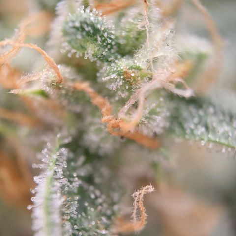 Medusa #1 growlog timeline photo