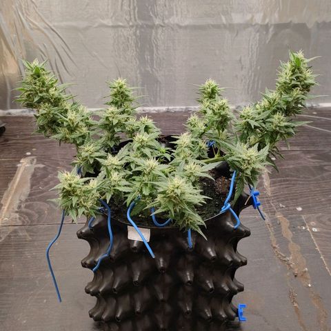 G14 growlog timeline photo
