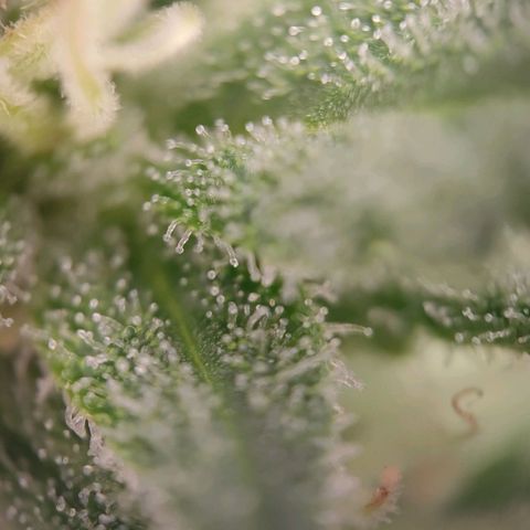 G14 growlog timeline photo