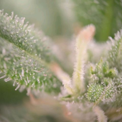 G14 growlog timeline photo