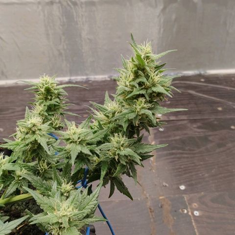 G14 growlog timeline photo