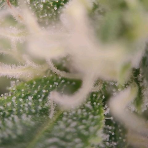 G14 growlog timeline photo