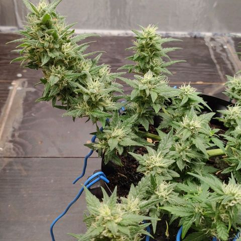 G14 growlog timeline photo