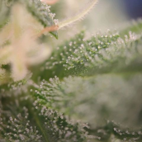 G14 growlog timeline photo
