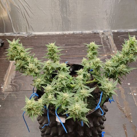 G14 growlog timeline photo