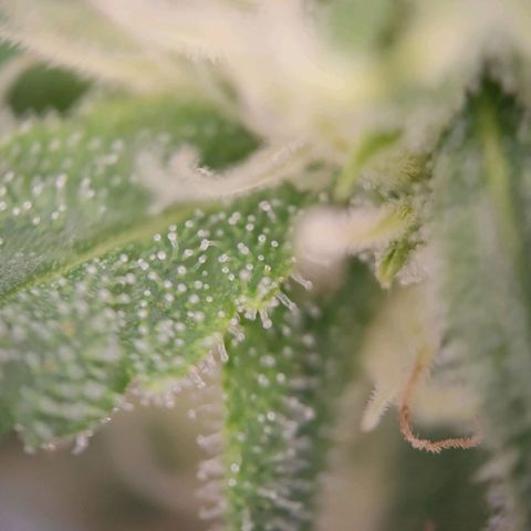G14 growlog timeline photo
