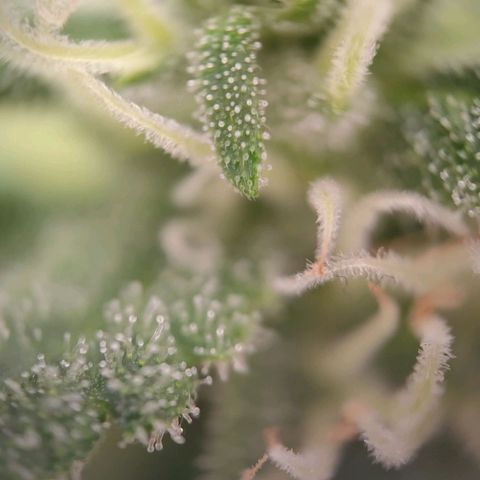 G14 growlog timeline photo
