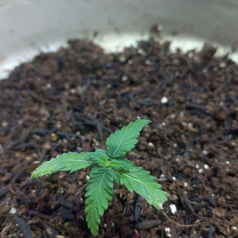 London Cheese growlog timeline photo