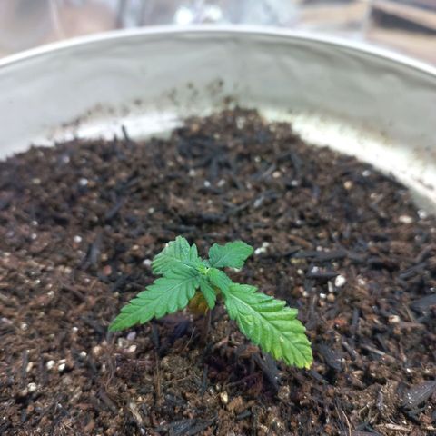 London Cheese growlog timeline photo