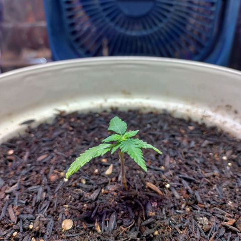 London Cheese growlog timeline photo