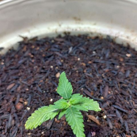 London Cheese growlog timeline photo