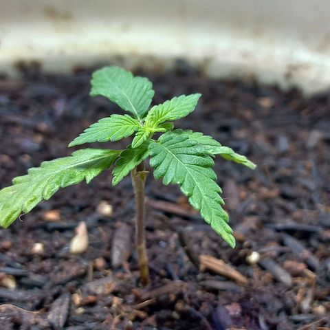 London Cheese growlog timeline photo