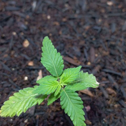 London Cheese growlog timeline photo