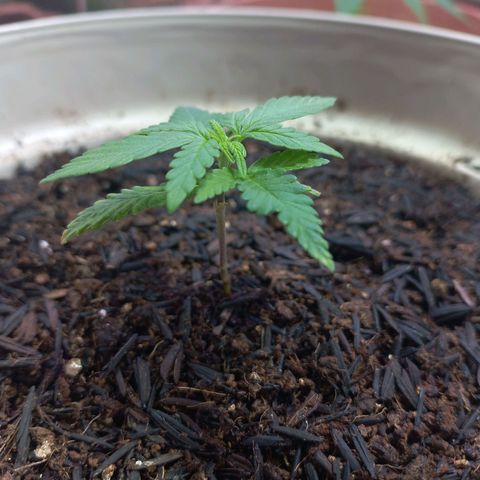 London Cheese growlog timeline photo