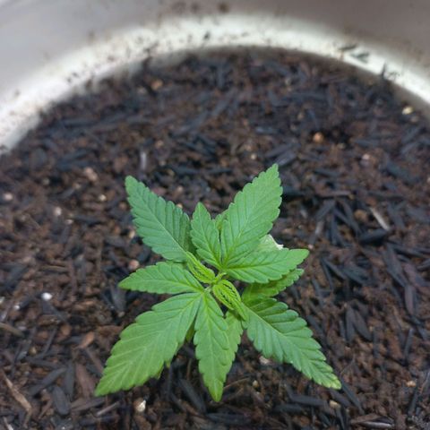 London Cheese growlog timeline photo