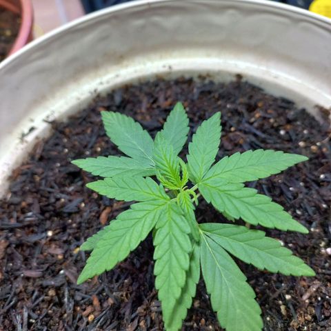 London Cheese growlog timeline photo