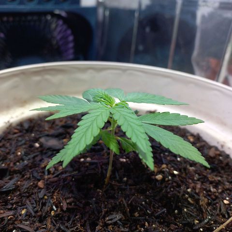 London Cheese growlog timeline photo