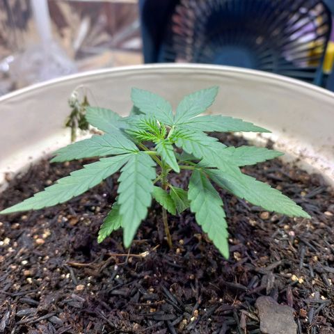 London Cheese growlog timeline photo