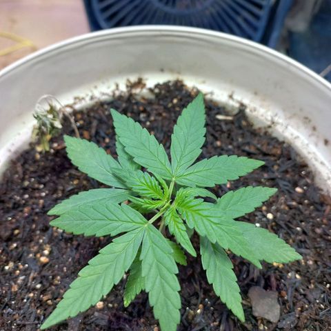 London Cheese growlog timeline photo
