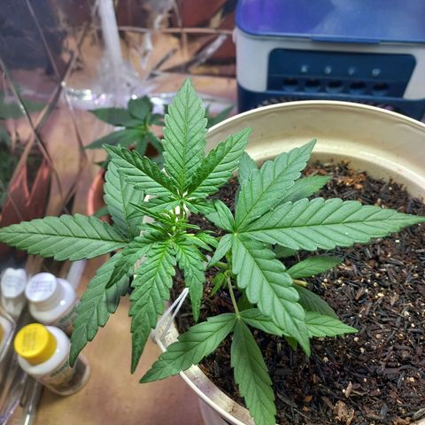 London Cheese growlog timeline photo
